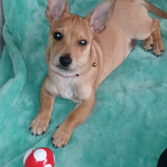 ♡ Rest in peace Buddy ♡ - Picture 11 of 15